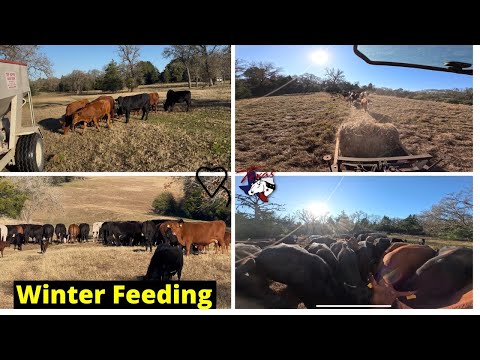 Видео: Зимнее кормление | Регенеративное ранчо
