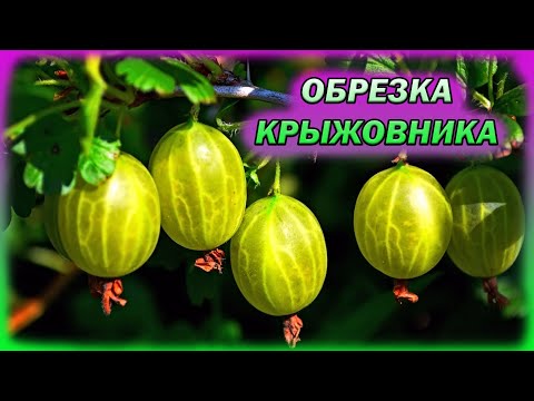 Видео: Обрежьте так крыжовник и ягоды будут завались! Как обрезать крыжовник на урожай. Обрезка крыжовника.