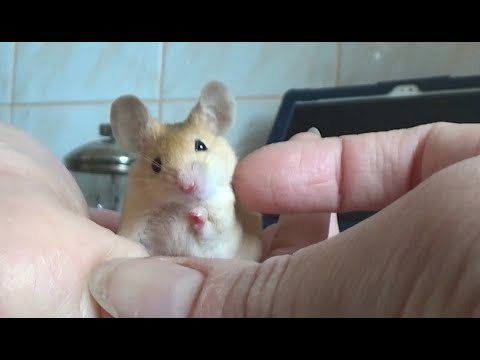 Видео: Мышонок Медок! Нужна ваша помощь - собираем на большую клетку для мышей!