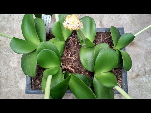 Видео: ПЕРЕСАДКА ГЕМАНТУСА БЕЛОЦВЕТКОВОГО (ТЕЩИН ЯЗЫК)