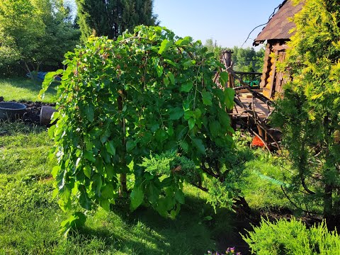 Видео: Шелковица в Подмосковье