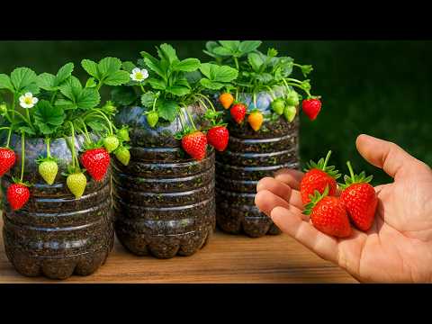 Видео: 🍓 Как выращивать клубнику в небольших помещениях, перерабатывая бутылки