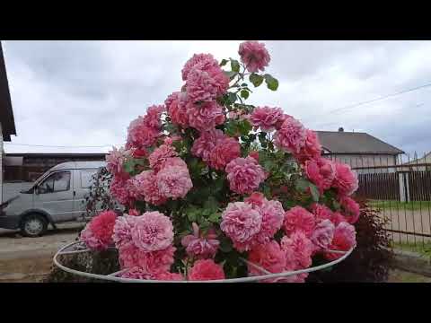 Видео: Обзор роз, цветущих на 25 июня 2024г. Роза Ферди - не шиповник!