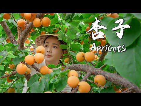 Видео: Абрикосы, уникальный кисло-сладкий вкус лета 【Дяньси Сяогэ】