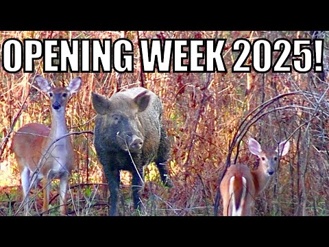 Видео: Безумие первой недели: открытие сезона охоты на оленей в Джорджии 2025 года