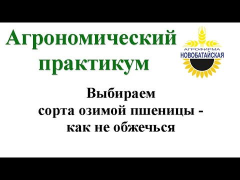 Видео: Выбираем сорта озимой пшеницы - как не обжечься