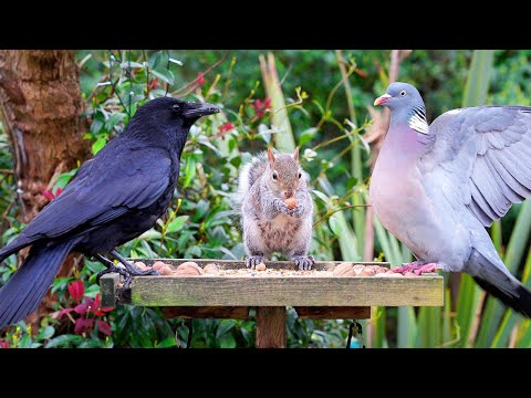 Видео: Видео для котов 🕊️ Птицы и белки посещают птичий стол весной 🐿️ Видео для котов