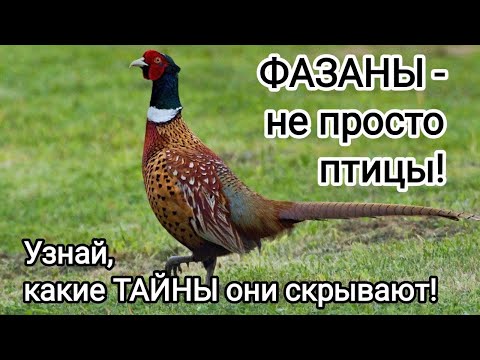 Видео: Фазаны: Тайная жизнь королей полей! Удивительные факты, о которых вы не догадывались!