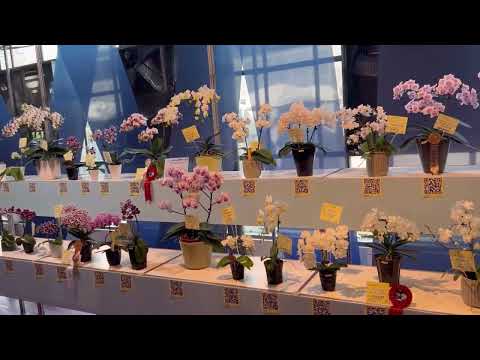 Видео: ВЫСТАВКА ОРХИДЕЙ в Тайване TIOS 2023 Orchid Show