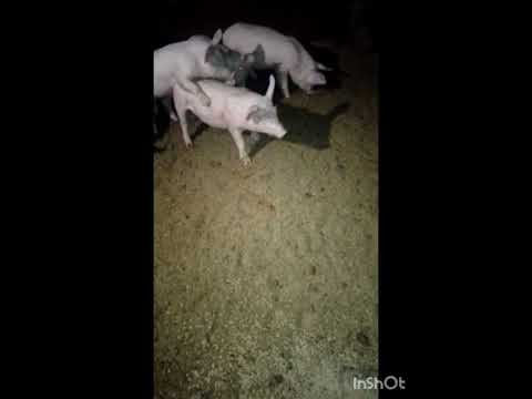 Видео: Как-то так!