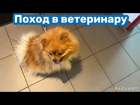 Видео: Мотивация на уборку/поход к ветеринару