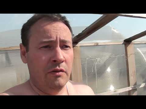 Видео: Батат Выращивание в Сибири 2 серия