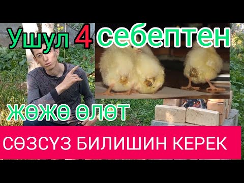 Видео: Жөжө өлүмүн алдын алуу.жөжөнү кантип сактайт #адлер #жерси #брама #тоджон #куры