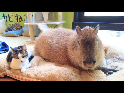 Видео: Capybara & Cat Cafe в Японии Токио 🐈 Capy Neko Cafe Kichijoji