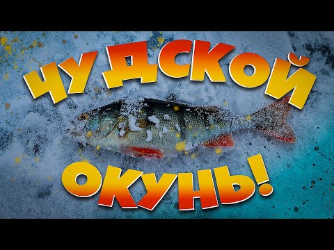 Видео: Подледная рыбалка на Чудском озере. #рыбалка2023 #чудскоеозеро #ловляокуня
