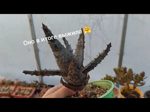 Видео: Мороз -5° в теплице с суккулентами! Неожиданный заморозок и его последствия