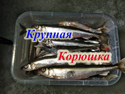 Видео: Корюшка 2020.оз. Имандра. о. Песчаный/Fishing for smelt.Imandra lake. Peschaniy island.
