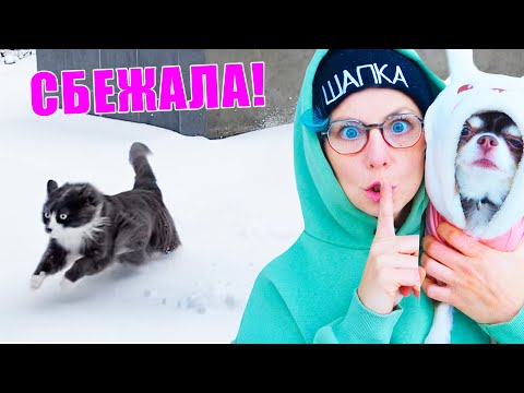 Видео: КОШКА ПОТЕРЯЛАСЬ! Заброшенный дом, прогулка с питомцами, первый снег
