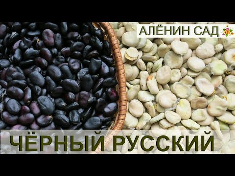 Видео: Русские бобы / Всё о выращивание бобов