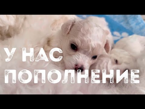 Видео: Рождение щенков в питомнике Агнелль Де Неж, первые три недели жизни бишон фризе 2024г, 1 часть.