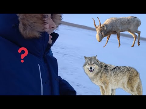 Видео: Рыбалка на озере Кокай / Коргалжынский природный заповедник / Қорғалжын табиғи қорығы