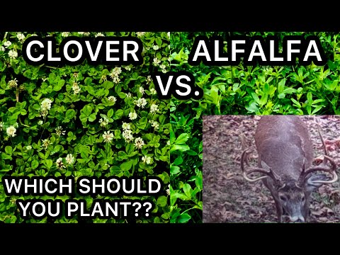 Видео: ЛЮЦЕРНА ИЛИ КЛЕВЕР? ЧТО СЛЕДУЕТ ПОСАДИТЬ НА УЧАСТКЕ ДЛЯ ОХОТЫ НА ОЛЕНЕЙ???