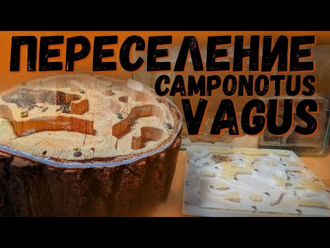 Видео: ОПЯТЬ ПЕРЕСЕЛЕНИЕ ? МУРАВЬИ-ГИГАНТЫ [CAMPONOTUS VAGUS]