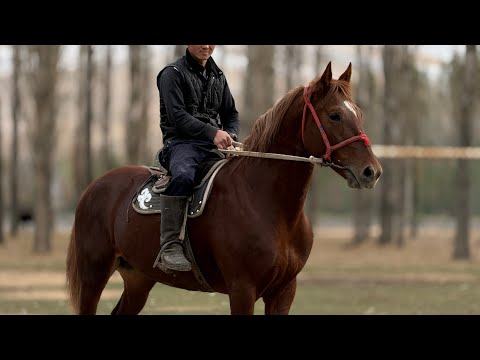 Видео: СЫНЫ КЕЛИШКЕН АТ ЧЫКТЫ 🤯 #байтв 