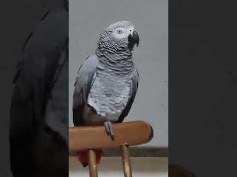 Видео: Чего ты кричишь? Ципорочка хорошая,!