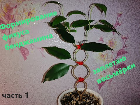 Видео: #ЦветоLand  формирование ствола фикуса в виде восьмерок  часть 1