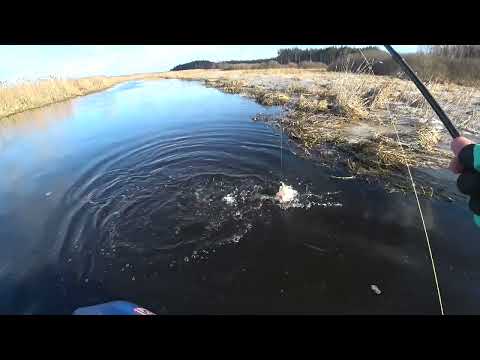 Видео: Да сколько же щуки в этой реке??!!!! Рыбака на спиннинг Zetrix Avalanche.