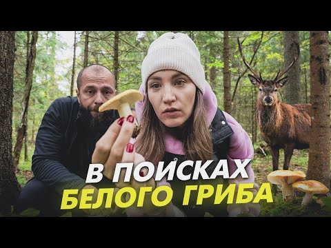 Видео: В поисках белого гриба