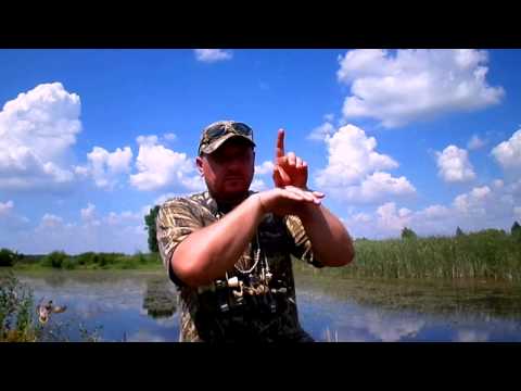 Видео: Как манить утку духовым манком. Звук ПРИВЕТСТВИЕ или ОСАДКА (фильм 2)