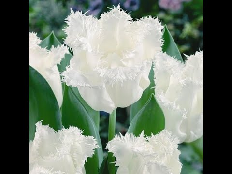 Видео: ЛОЛАЛАР ПАРВАРИШИ ва маслахатлар 24.03.2021 йил