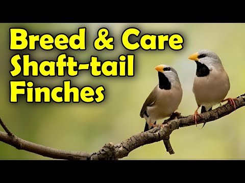 Видео: Мастер-класс по разведению и уходу за древохвостыми амадинами | От подготовки к успешному выведен...