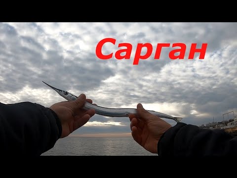 Видео: Сарган. Цікава рибалка