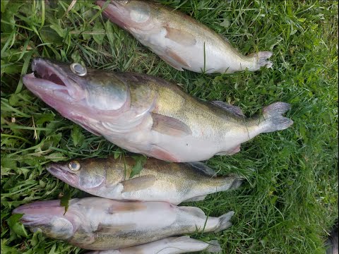 Видео: Вячеславское водохранилище . Чудесное утро , поклевки одна за одной. Поймали трофея