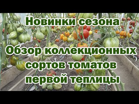 Видео: Новинки сезона  Обзор коллекционных сортов томатов первой теплицы