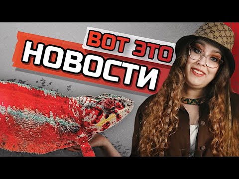 Видео: КАК ВЫГЛЯДИТ МАЛЫШ ПАНТЕРОВОГО ХАМЕЛЕОНА? И ДРУГИЕ НОВОСТИ!