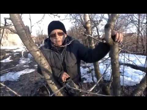 Видео: Прививка в боковой зарез