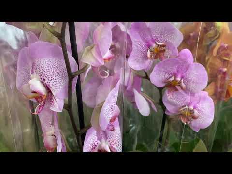 Видео: "ОБИ" ОТЛИЧНЫЙ ПРЕДПРАЗДНИЧНЫЙ ЗАВОЗ ОРХИДЕЙ