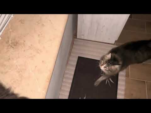 Видео: Прапор у пʼятницю вважаю піднято