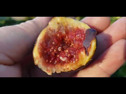 Видео: Много инжиров, Смит, Smith .  Как я поливаю.
