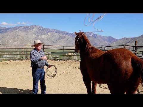Видео: Лошадь без имени получает имя