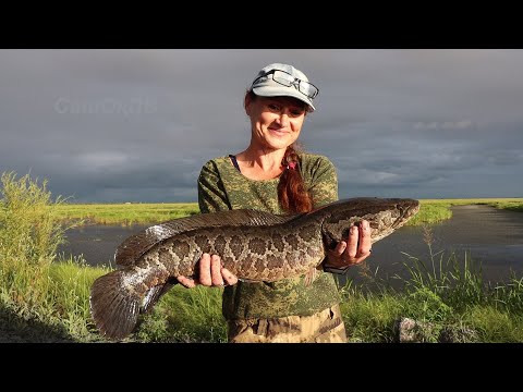 Видео: Озеро Ханка, флора и фауна...