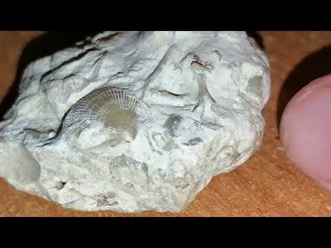 Видео: Окаменелости Девона.