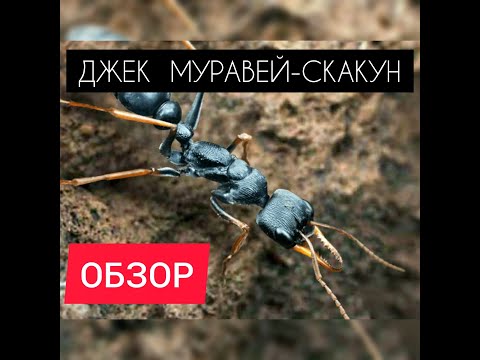 Видео: ДЖЕК МУРАВЕЙ-СКАКУН! ОБЗОР! Генерал с большим уроном! The Ants: Underground Kingdom