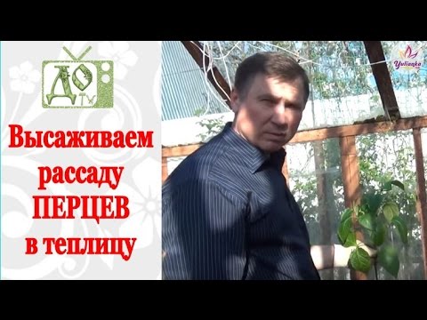 Видео: Высаживаем рассаду ПЕРЦЕВ в теплицу / грунт. Советы по посадке