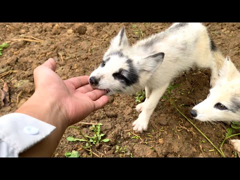 Видео: Даже без матери, маленькие лисы 🦊 чудесным образом научились охотиться. 🦊🥰😘❤👍👍👍