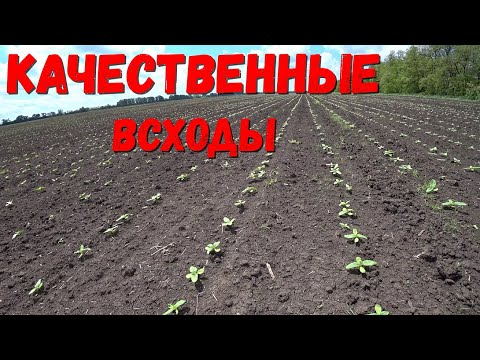 Видео: Получили отличные всходы Кукурузы.Подсолнечника.Белого Сорго/ Экспериментальное поле/Равномерность!